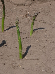 2009.05.03 Spargelfest 061