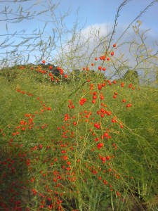 2015.10.03 Kürbis Spargel Silo Schweiz 2015-10-05 004